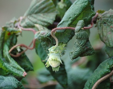 Twisted hazelnut tree