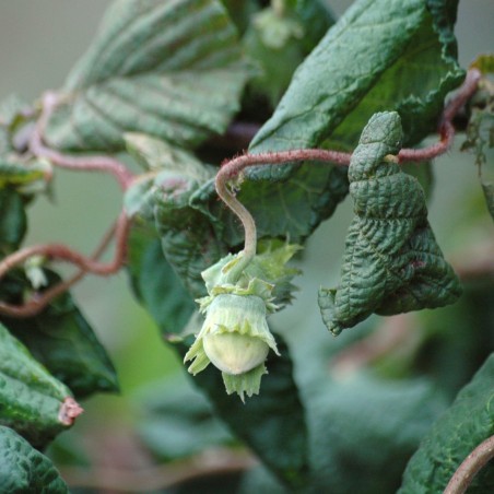 Korkenzieher-Hasel - Corylus avellana Contorta
