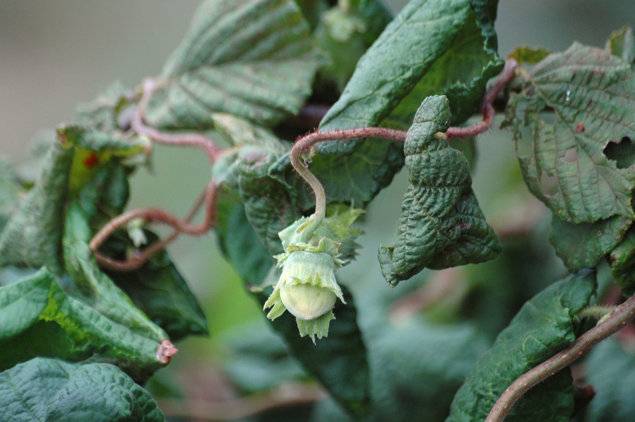 Twisted hazelnut tree