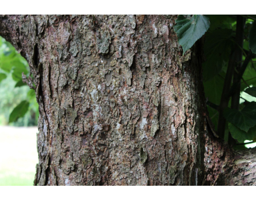 Taschentuchbaum im 5-Liter-Topf - Davidia Involucrata
