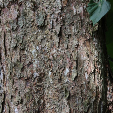 Arbre aux mouchoirs en pot de 5 litres - Davidia Involucrata - arbre