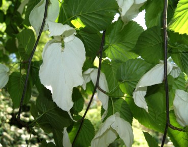 Dove-tree (in 5 liter pot)