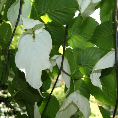 Taschentuchbaum im 5-Liter-Topf - Davidia Involucrata