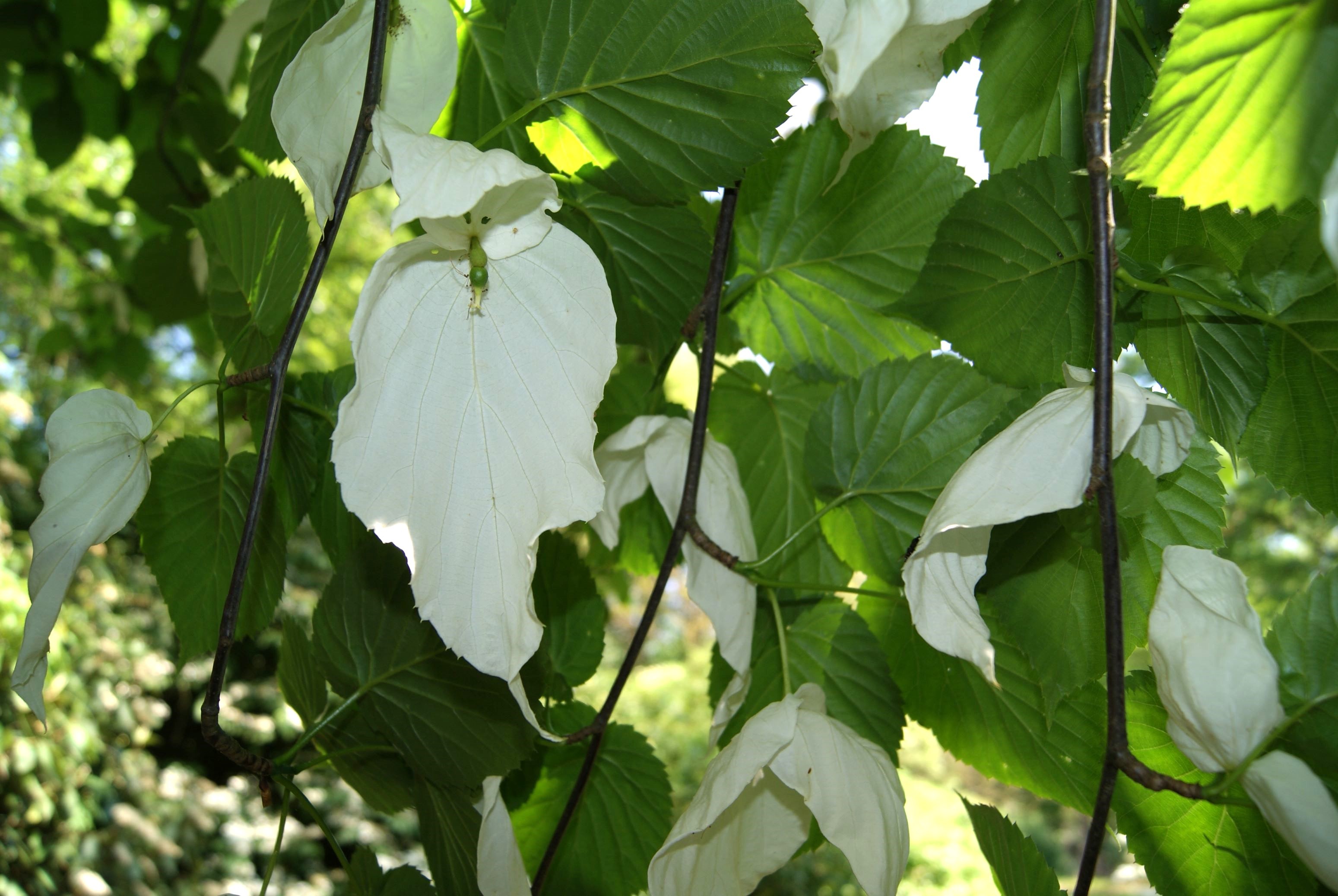 Dove-tree