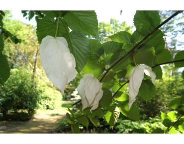 Taschentuchbaum im 5-Liter-Topf - Davidia Involucrata