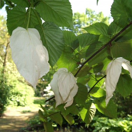 Taschentuchbaum im 5-Liter-Topf - Davidia Involucrata