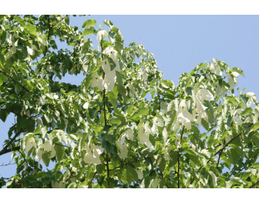 Taschentuchbaum im 5-Liter-Topf - Davidia Involucrata
