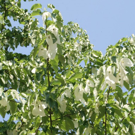 Taschentuchbaum im 5-Liter-Topf - Davidia Involucrata