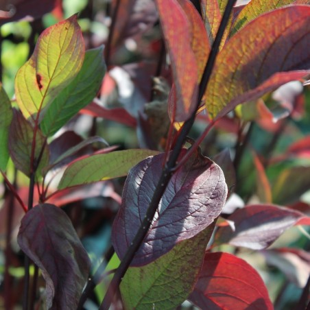 Cornus alba Kesselringii feuillage automnal