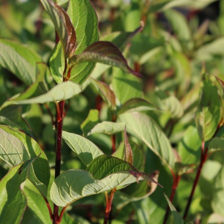 Schwarzholz-Hartriegel - Cornus alba Kesselringii
