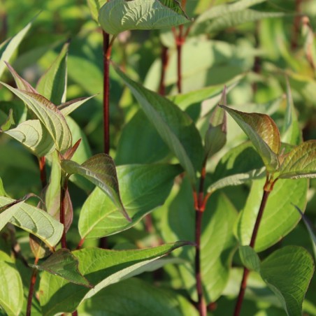 White dogwood Kesselringii - Cornus alba Kesselringii