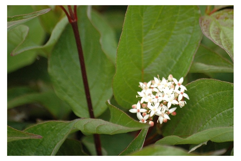 Cornus alba Kesselringii fleur