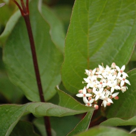 Cornus alba Kesselringii fleur