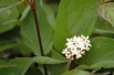 Cornus alba Kesselringii fleur