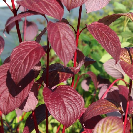 Cornouiller blanc de Sibérie - Cornus alba Sibirica