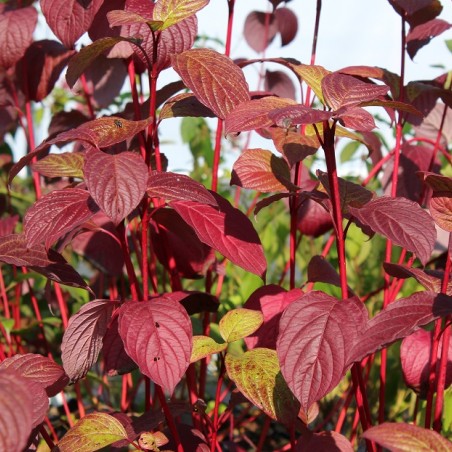 Witte kornoelje Sibirica - Cornus alba Sibirica
