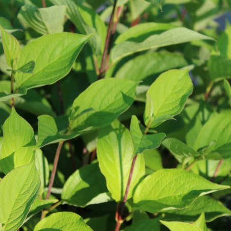 Rotholz Hartriegel - Cornus alba Sibirica