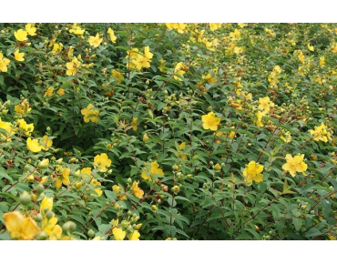 St John's wort - Hypericum Hidcote