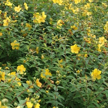 Großblumiges Johanniskraut Hidcote - Hypericum Hidcote