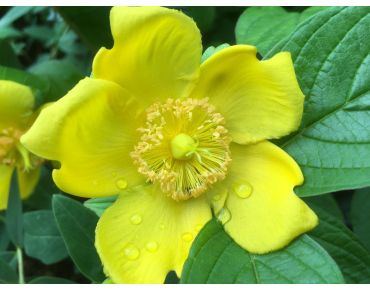 Hypericum Hidcote