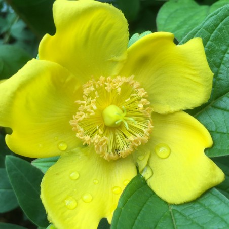 Großblumiges Johanniskraut Hidcote - Hypericum Hidcote