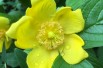 Hypericum Hidcote