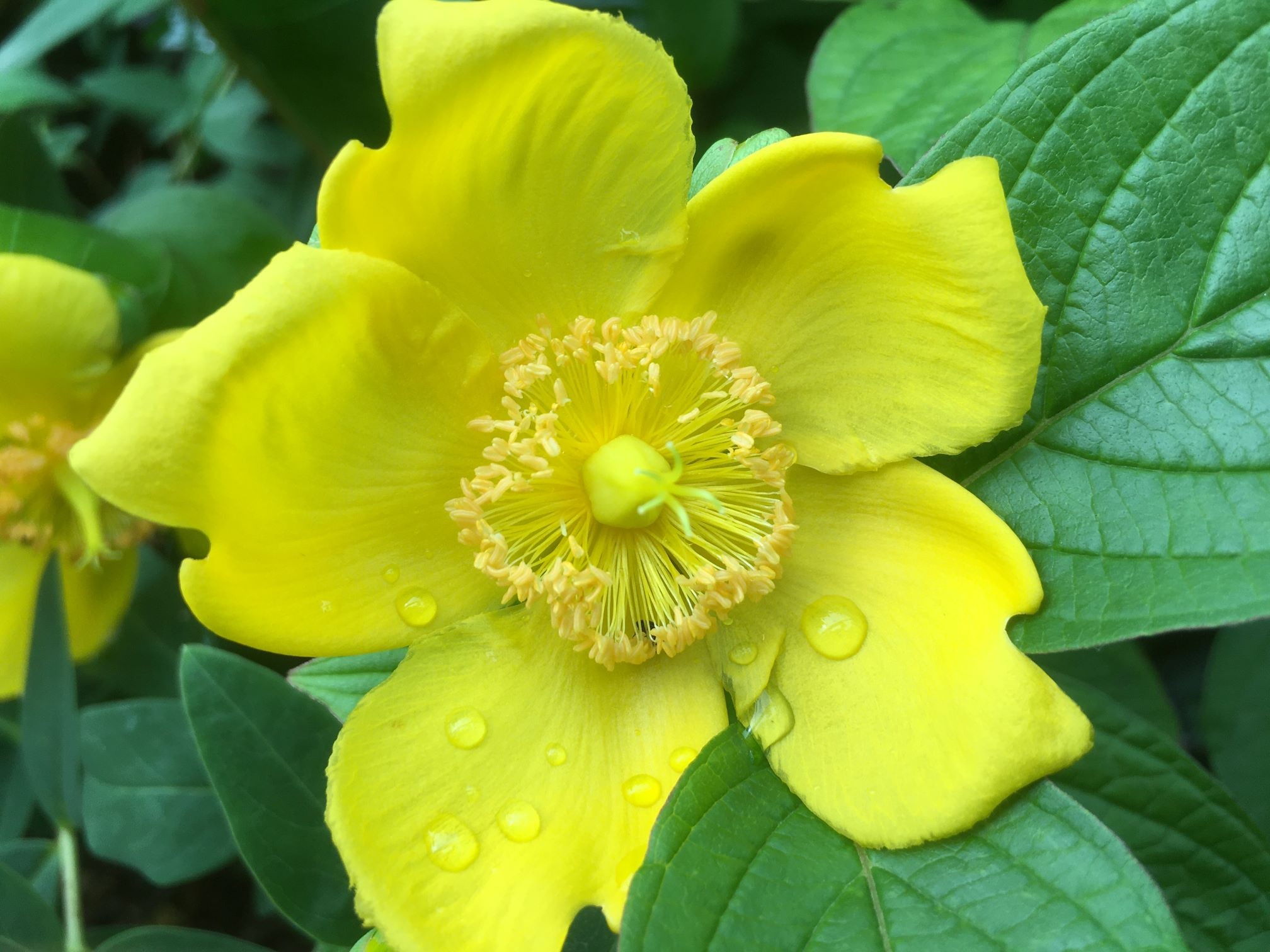 Großblumiges Johanniskraut Hidcote