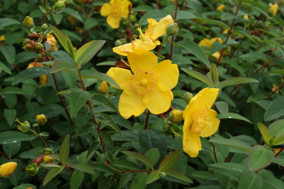 Hypericum Hidcote