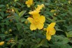 Hypericum Hidcote