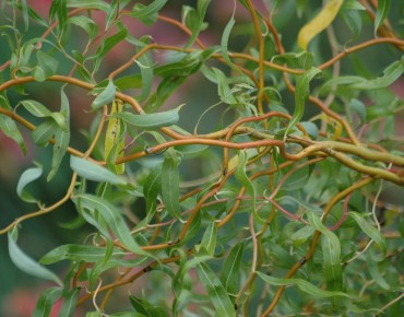 Red Twisted Willow