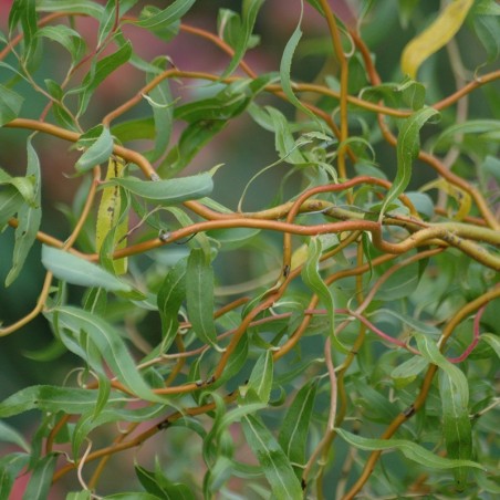 Saule tortueux - Salix babylonica tortuosa