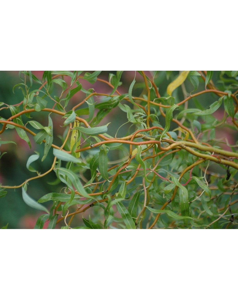 Red Twisted Willow - Salix babylonica tortuosa