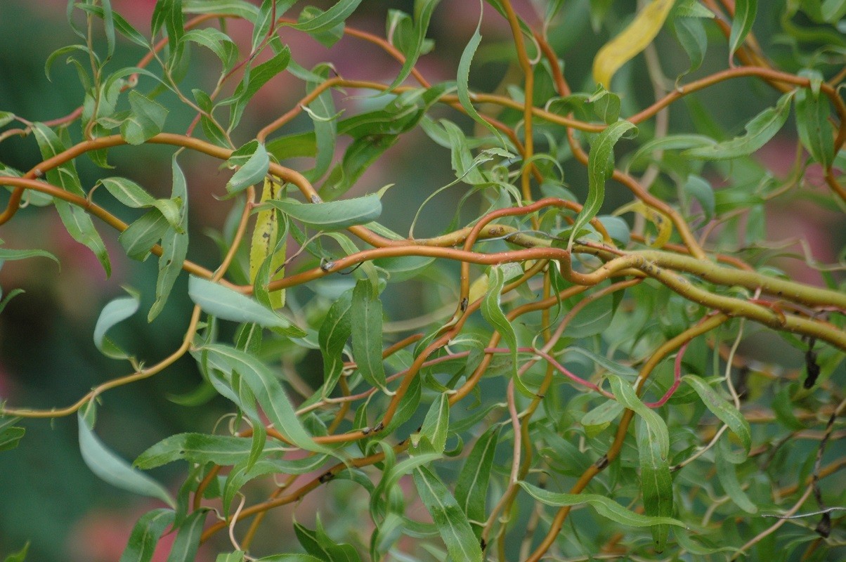 Red Twisted Willow