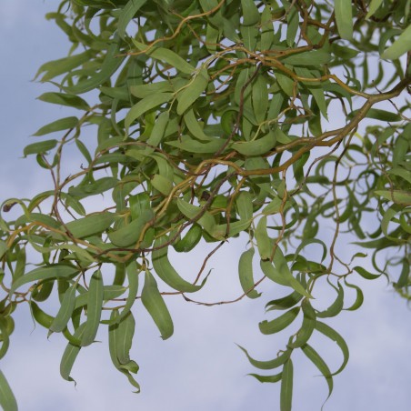 Saule tortueux - Salix babylonica tortuosa - Jardins du Monde.be