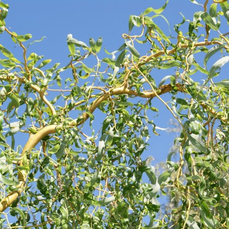 Salix babylonica tortuosa - Jardins du Monde.be