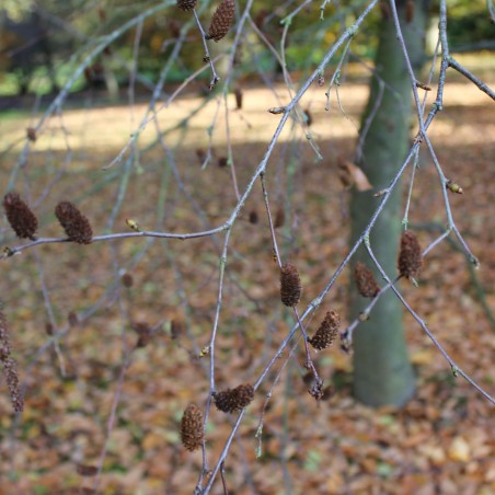 Zucker-Birke - Betula lenta
