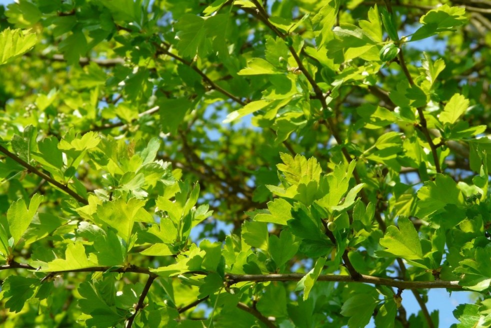 Crataegus laevigata Paul's Scarlet Crataegus laevigata Paul's Scarlet