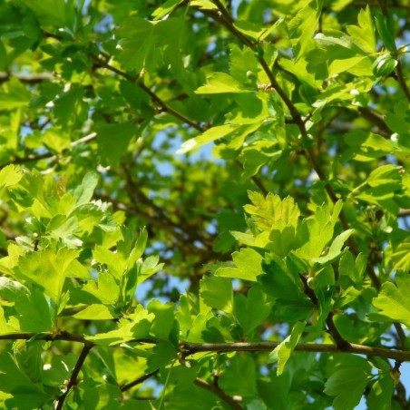 Crataegus laevigata Paul's Scarlet