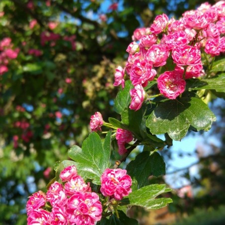 Crataegus laevigata Paul's Scarlet