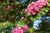 Crataegus laevigata Paul's Scarlet