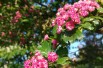 Crataegus laevigata Paul's Scarlet