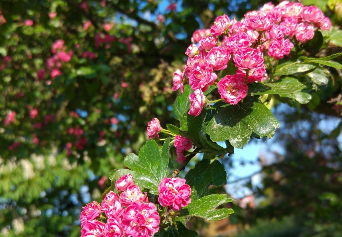 Red Hawthorn Paul's Scarlet