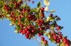 Crataegus laevigata Paul's Scarlet