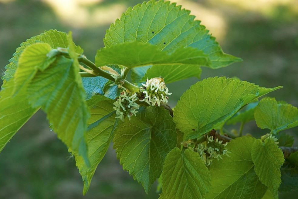 Morus acidosa Mulle - Wouter Hagens, Public domain, via Wikimedia Commons Morus acidosa Mulle - Wouter Hagens, Public domain, via Wikimedia Commons