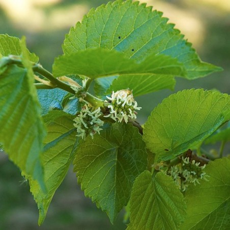 Morus acidosa Mulle - Wouter Hagens, Public domain, via Wikimedia Commons