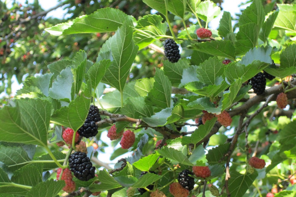 Morus acidosa Mulle - Anastasija1984, CC BY-SA 3.0 via Wikimedia Commons Morus acidosa Mulle - Anastasija1984, CC BY-SA 3.0 via Wikimedia Commons