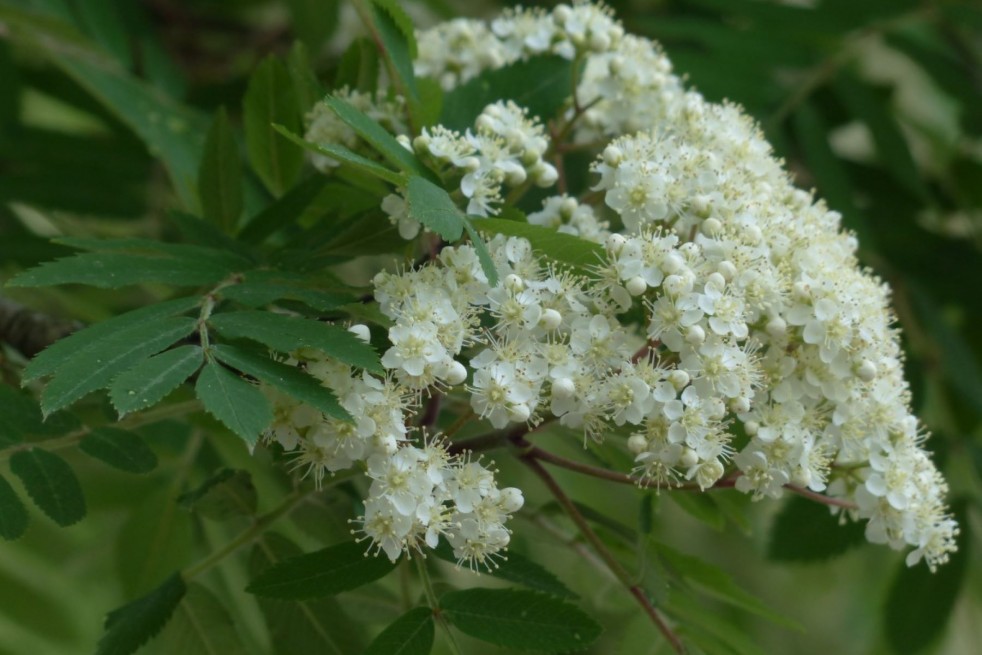 Sorbus aucuparia Autumn Spire