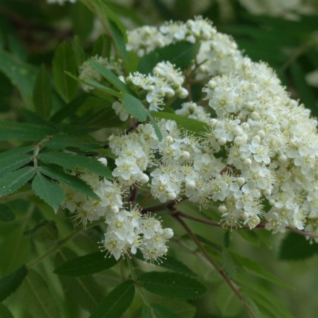 Sorbus aucuparia Autumn Spire