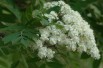 Sorbus aucuparia Autumn Spire