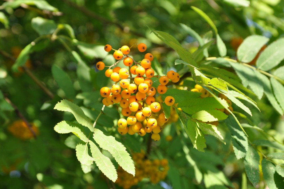 Sorbus aucuparia Autumn Spire Andrew Butko, CC BY-SA 3.0, via Wikimedia Commons